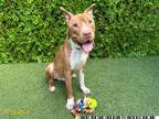 Adopt COLE a Pit Bull Terrier, Boxer