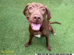 Adopt WILBUR a Labrador Retriever