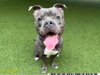 Adopt BRAYDEN a Staffordshire Bull Terrier