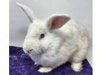 Adopt Indigo a American, Bunny Rabbit