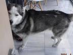 Adopt STEEL a Siberian Husky