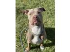 Adopt DAVE a American Staffordshire Terrier