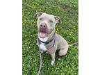 Adopt DAVE a American Staffordshire Terrier
