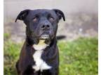 Adopt SEBASTIAN a Labrador Retriever, Mixed Breed