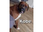 Adopt Kobe a Boxer