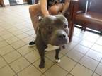 Adopt JUGHEAD a Pit Bull Terrier