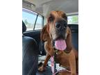 Adopt NORRIS a Bloodhound