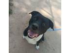 Adopt DINO MAC a Pit Bull Terrier