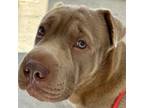 Adopt Bentley a Shar-Pei