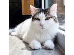 Adopt Pita a Domestic Short Hair