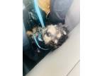Adopt Leo a Yorkshire Terrier, Mixed Breed