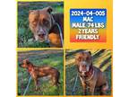 Adopt 2024-04-005 *Mac* a Pit Bull Terrier