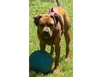 Adopt CHICHI - CUTE Boxer Mix; ABANDONED Needs FOREVER a Boxer, Hound