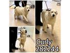 Adopt CURLY a Bearded Collie, Mixed Breed