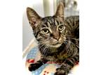 Adopt Sabastian a Domestic Short Hair