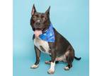 Adopt Shadow a American Staffordshire Terrier, Mixed Breed