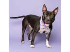 Adopt Shadow a American Staffordshire Terrier, Mixed Breed