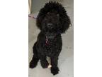 Adopt Cache a Standard Poodle