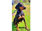 Adopt Hano a Doberman Pinscher, Mixed Breed