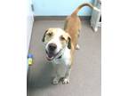 Adopt Sylus a Labrador Retriever