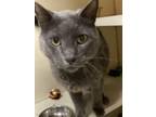 Adopt Grayson a Domestic Short Hair