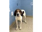 Adopt Louie *Reduced adoption fee* a Treeing Walker Coonhound, Mixed Breed