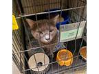 Adopt Brody a Domestic Short Hair