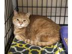 Adopt Garth a Domestic Short Hair