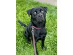 Adopt Goose a Labrador Retriever, Mixed Breed