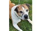 Adopt Barney a Boxer, Mixed Breed