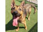 Adopt Maximus Grace a German Shepherd Dog