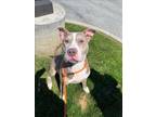 Adopt BETTERIMPACT a American Staffordshire Terrier, Mixed Breed