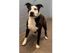 Adopt Zane(HW-) a Pit Bull Terrier, Mixed Breed