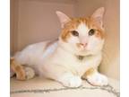 Adopt Corn Dog- Bonded with Hot Dog a Domestic Short Hair