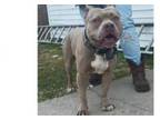 Adopt Blue (moose) a Pit Bull Terrier