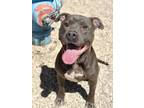 Adopt Brodie a Pit Bull Terrier, Mixed Breed