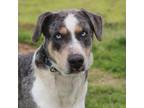 Adopt Duke of Love a Catahoula Leopard Dog