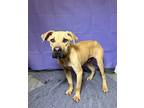 Adopt Cuba a Black Mouth Cur