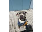 Adopt Grady (in Foster) a Pit Bull Terrier, Mixed Breed