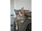 Adopt Rau a Domestic Medium Hair, Domestic Short Hair