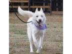 Adopt Whiskey a Siberian Husky