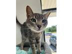 Adopt Frankie a Domestic Short Hair