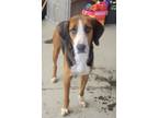 Adopt Tucker a Treeing Walker Coonhound