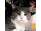 Adopt Jo Jo a Domestic Short Hair