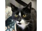 Adopt Hunter bff w/ Spice a Domestic Short Hair