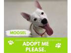 Adopt MOOSEL a Pit Bull Terrier, Mixed Breed