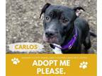 Adopt CARLOS a Pit Bull Terrier