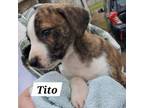 Adopt Tito a Shepherd, Labrador Retriever