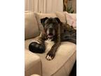 Adopt Brock a Mastiff, Presa Canario