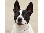 Adopt Cain a Pit Bull Terrier, Mixed Breed